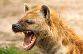 Angry hyena