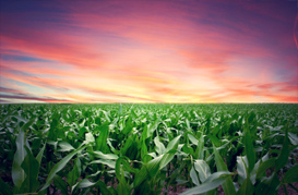 Maize Crop Severn Trent